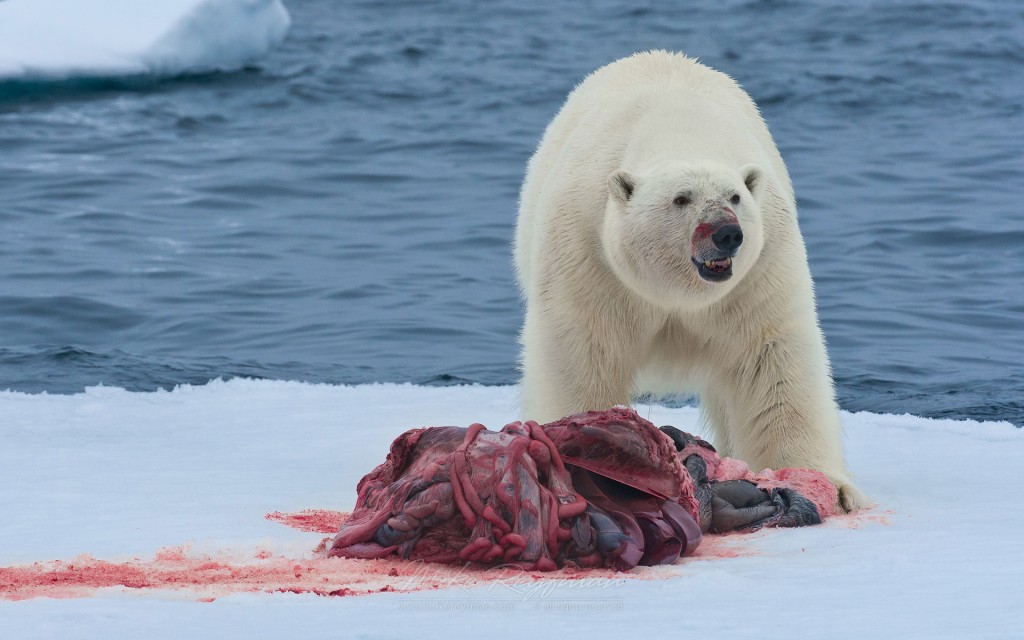foca omorata de urs