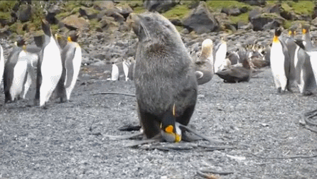viol pinguin